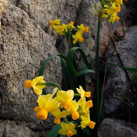 La Chicca Di Francesca Panzió Santa Teresa Gallura Kültér fotó