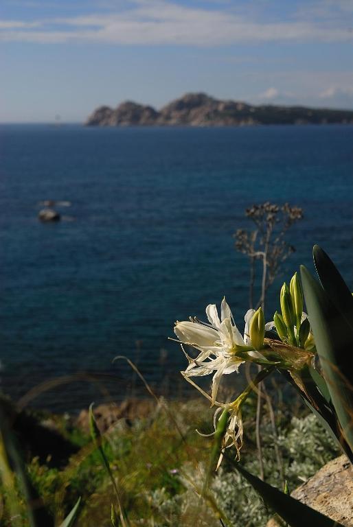 La Chicca Di Francesca Panzió Santa Teresa Gallura Kültér fotó