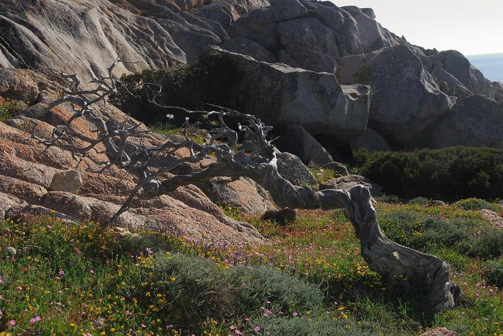 La Chicca Di Francesca Panzió Santa Teresa Gallura Kültér fotó
