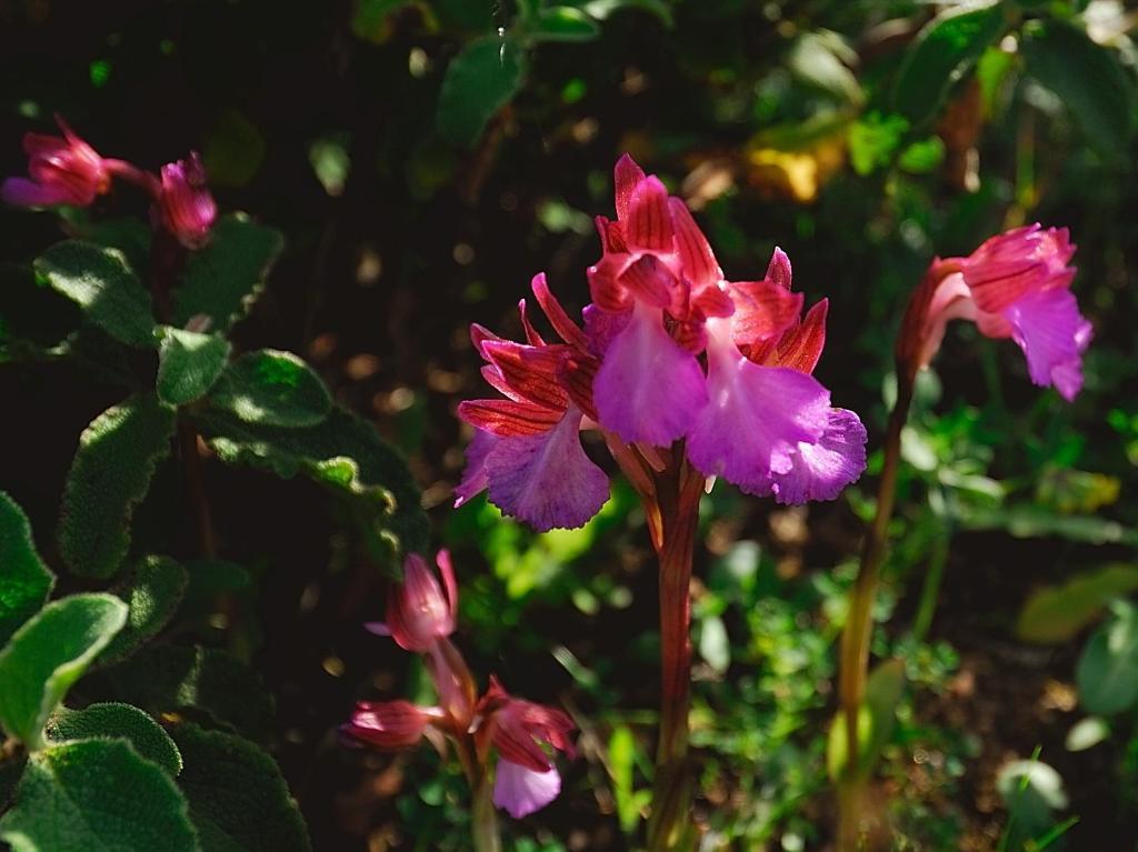 La Chicca Di Francesca Panzió Santa Teresa Gallura Kültér fotó